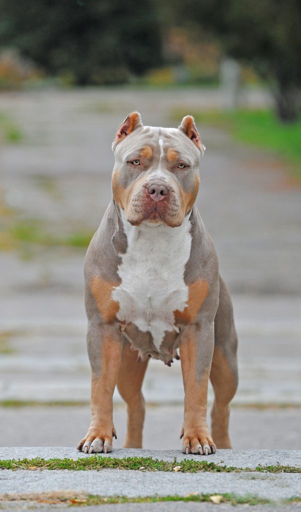 American Bully veja sobre sua origem, comportamento e mais!